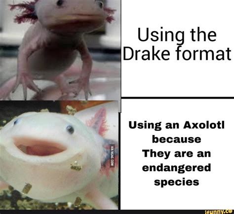 Axolotl Memes