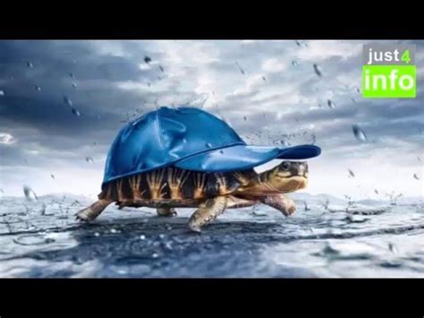 The Animals in the Rainy Season - YouTube