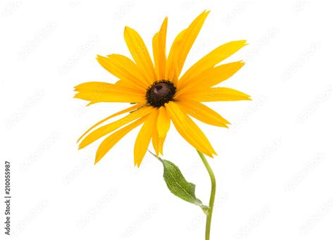 Rudbeckia flowers isolated Stock Photo | Adobe Stock