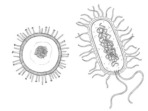 Bacteria - Drawing Skill