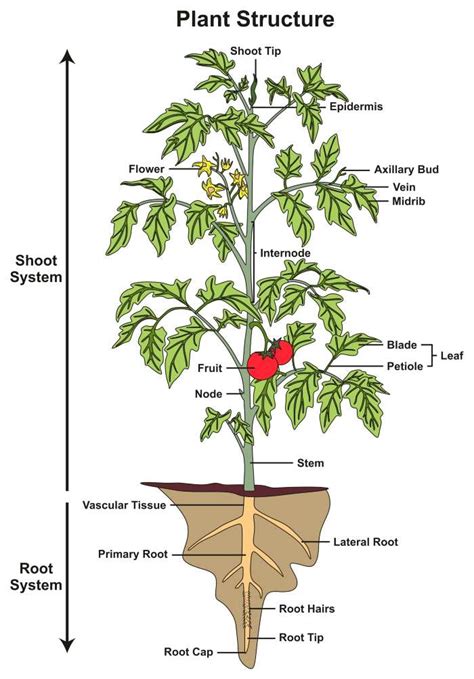 Organic Tomato Garden Tips | Plant structure, Plants, Tomatoes plants ...