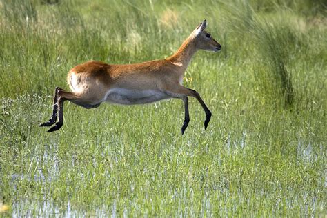 Female Red Lechwe Running Photograph by David Hosking - Fine Art America