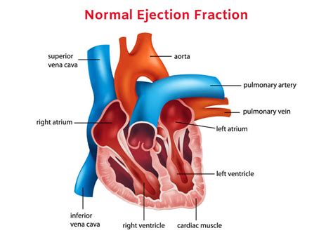 What Is a Normal Ejection Fraction by Age? | Dr. Raghu