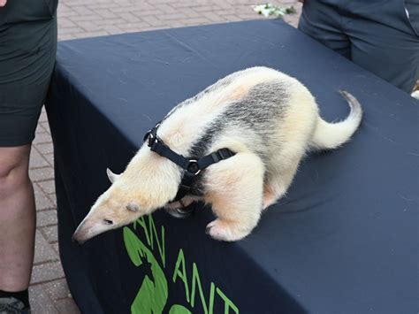 The Online Zoo - Southern Tamandua