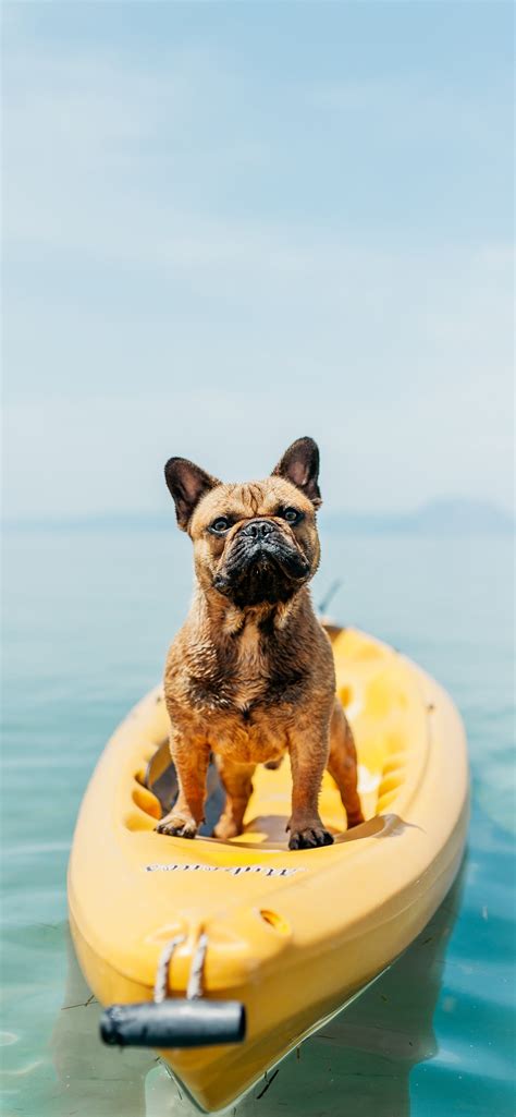 adult brown French bulldog standing on kayak iPhone Wallpapers Free ...