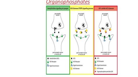 Organophosphates