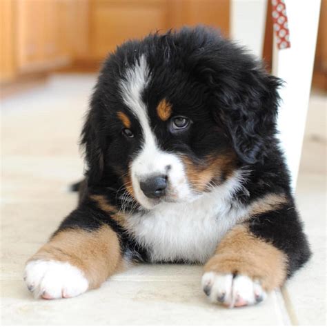 Bernese Mountain Dog Eyes - petwarehouse