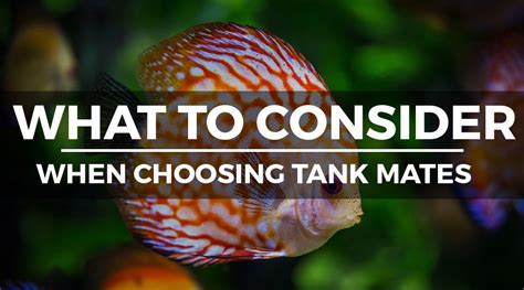 9 Perfect Discus Tank Mates (Complete Compatibility Guide)