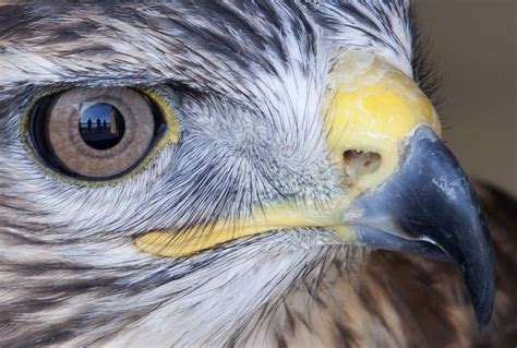 Hawk eye | Taken at Whitehouse farm bird of prey centre. | Darren Olley ...