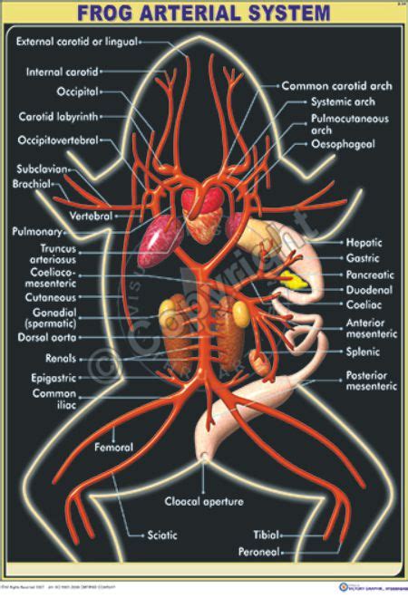 Victory Graphik | Z-54 Frog Arterial System