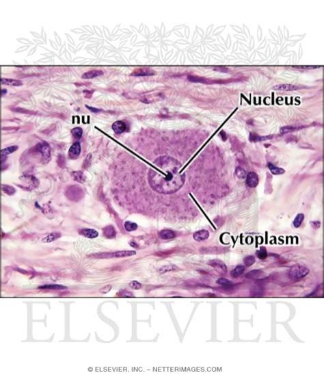 Dorsal Root Ganglion Histology