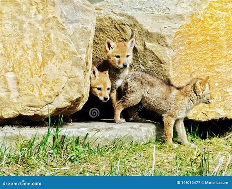 Coyote pups stock image. Image of park, carnivore, rock - 149010477