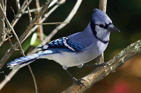 Bird In Everything: The Blue Jay Bird