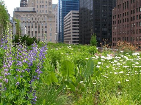 Chicago City Hall - Greenroofs.com