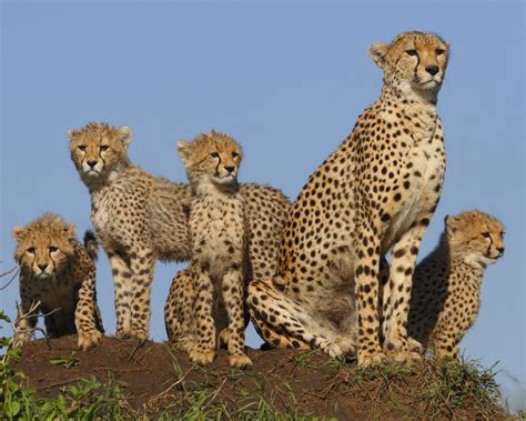 Cheetah Family Wallpapers - Top Free Cheetah Family Backgrounds ...