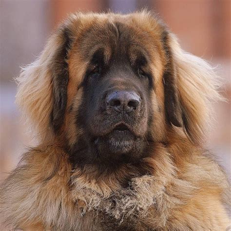 The 15 Cutest Leonbergers You Have Ever Seen | Page 2 of 3 | PetPress