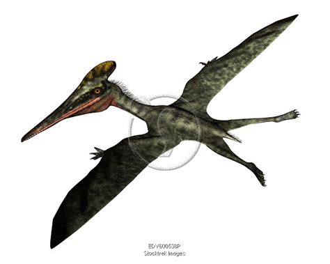 Pterodactylus prehistoric bird flying, isolated on white background. | Stocktrek Images