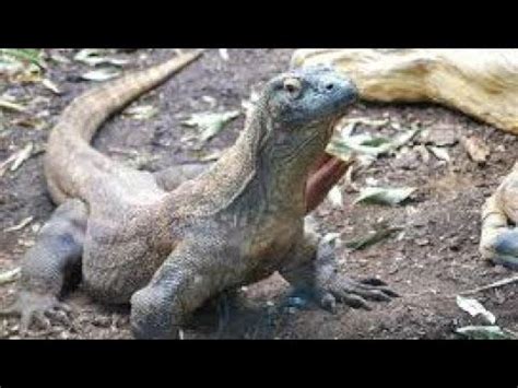 Creature Comparison: Komodo Dragon vs Perentie - YouTube