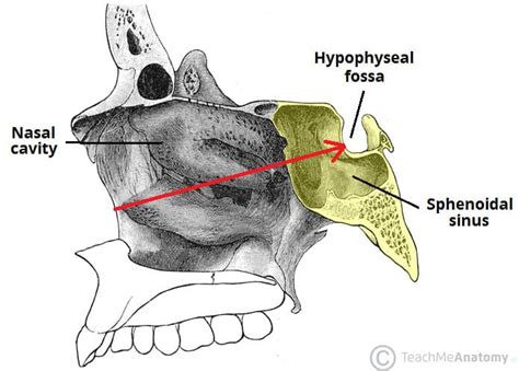 Sphenoid Bone - Location - Structure - Function - TeachMeAnatomy