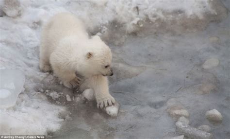 Adorable moment polar bear cub plucks up the courage to go for a dip | Daily Mail Online