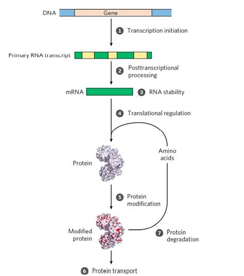 PROTEIN SYNTHESIS REGULATION | ZOOLOGYTALKS | 2025