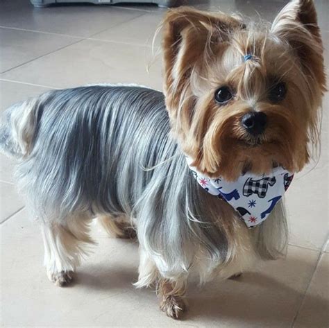 30+ Best Morkie Haircuts (2024 Guide) - Female Morkie Haircuts