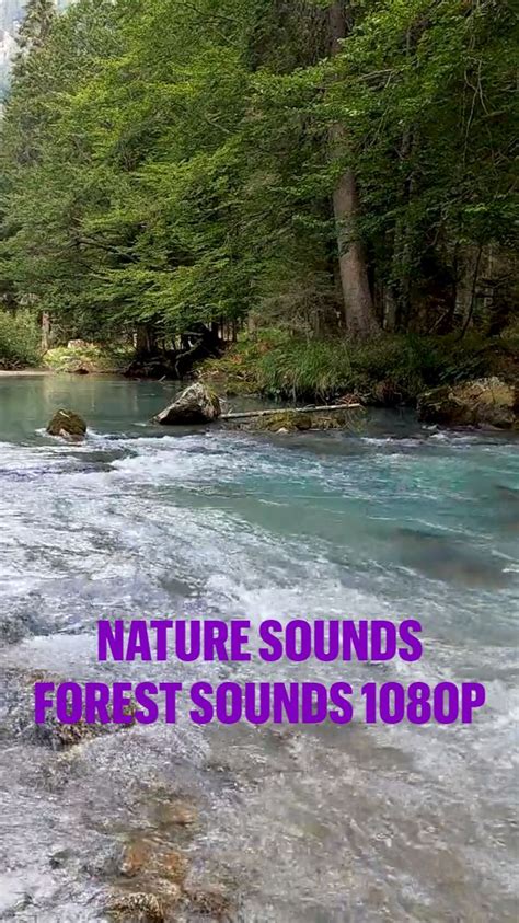 Nature Sounds Forest Sounds 1080p