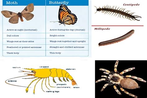 General Characteristics and Classification of Arthropoda