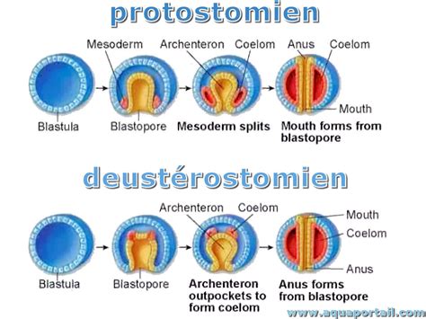 Protostomien : définition et explications