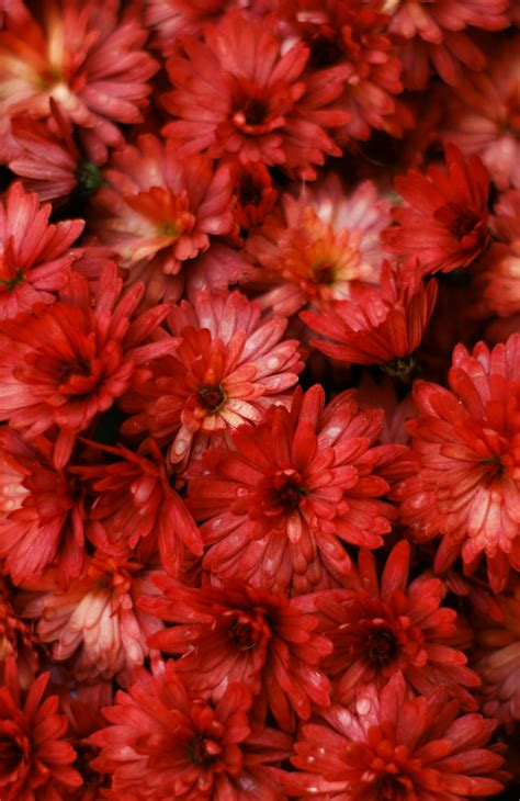 Free stock photo of chrysanthemum, fall colors, flowers