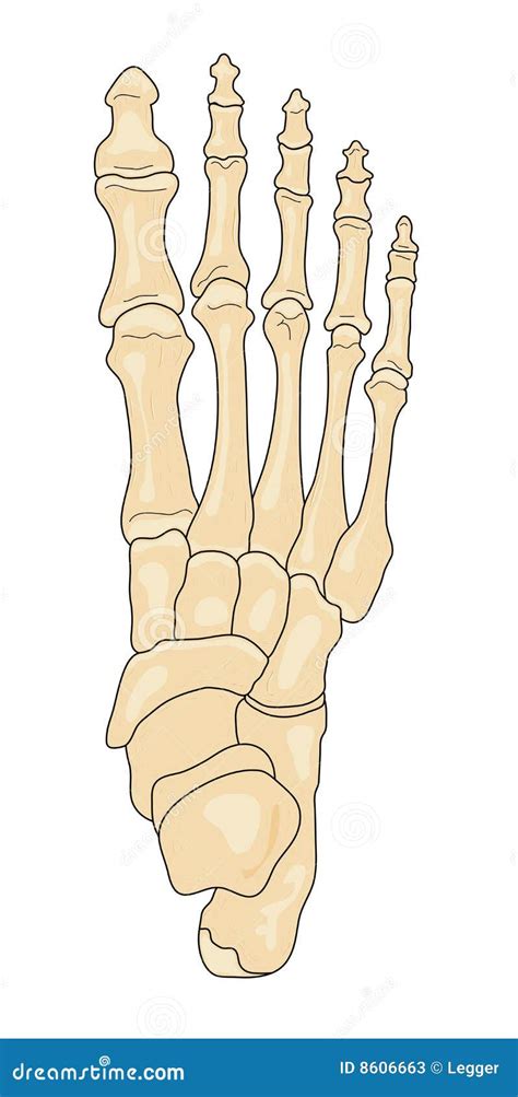 Bones Of The Foot Stock Photos - Image: 8606663