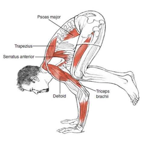 yoga time - yoga blog | Yoga positions for beginners, Yoga anatomy ...