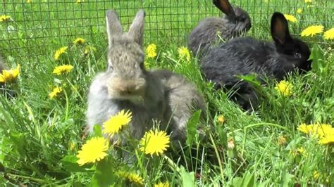 CUTE baby bunnies eating dandilions and playing - YouTube