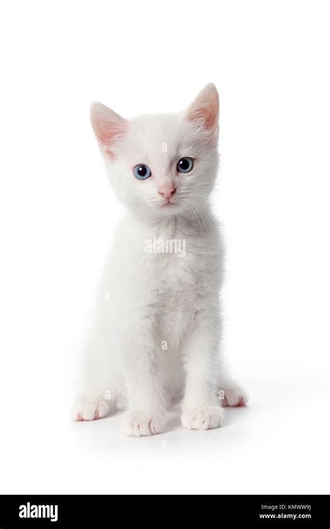 Cute white kitten with blue eyes on white background Stock Photo - Alamy