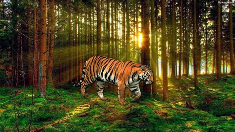 Tiger Forest Wallpapers - Top Free Tiger Forest Backgrounds - WallpaperAccess