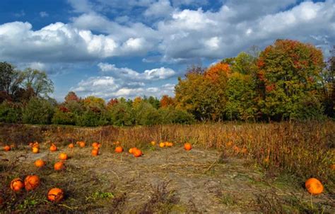 Wallpaper field, autumn, the sky, clouds, trees, colors, pumpkin, Nature, sky, trees, field ...