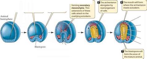 Gastrulation Producing the Body Plan - Plasma Membrane