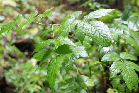 Scientists unveil 'world's first practical artificial leaf'