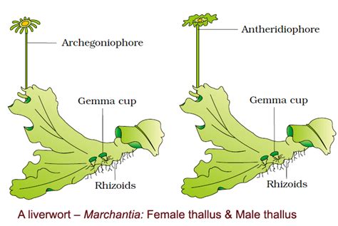 Plant Kingdom - Notes | Class 11 | Part 2: Bryophytes