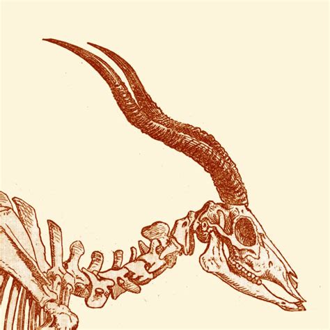 Antelope Skeleton Digital Print /Antique Illustration / Home | Etsy