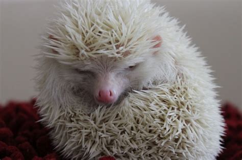 albino hedgehogs | Albino hedgehog, Hedgehog habitat, Hedgehog