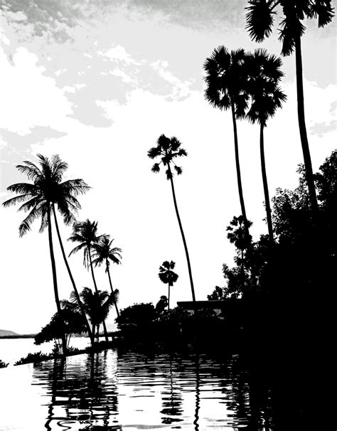 Stock Pictures: Tall palm trees silhouettes