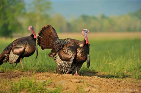 Breaking Down Wild Turkey Displays - Why Turkeys Strut | Mossy Oak ...