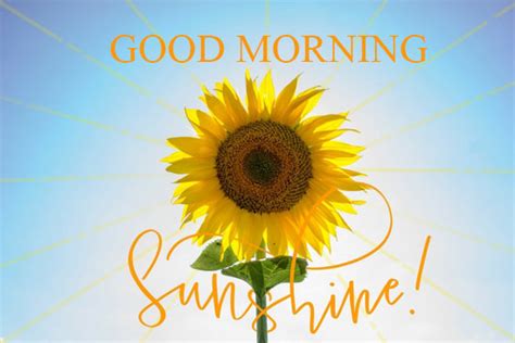 Good Morning Sunflower. Free Good Morning eCards, Greeting Cards | 123 Greetings