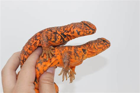 Red Nigerian Uromastyx For Sale - Imperial Reptiles – IMPERIAL REPTILES ...