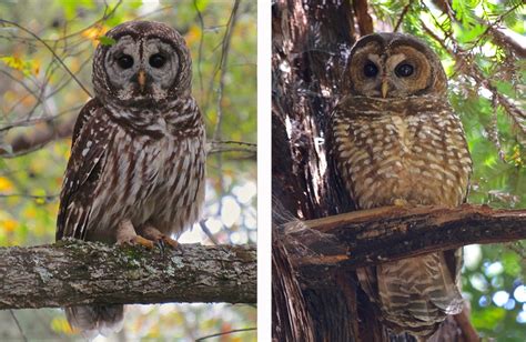 Barred Owls in Marin County (U.S. National Park Service)