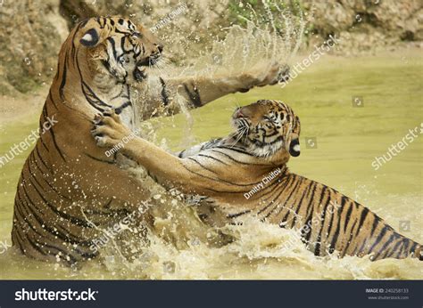 Adult Indochinese Tigers Fight In The Water. The Indochinese Tiger ...