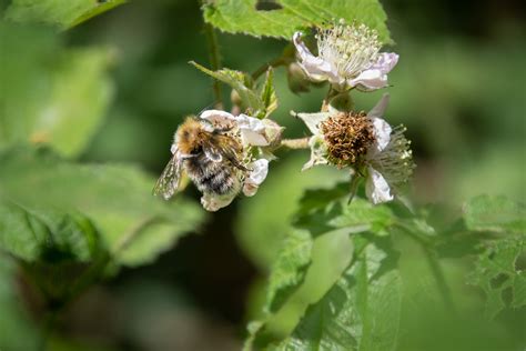 Bumblebee, Insect Free Stock Photo - Public Domain Pictures