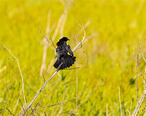 Red-Winged Blackbird at Clarence Cannon National Wildlife Refuge Stock Photo - Image of alertly ...