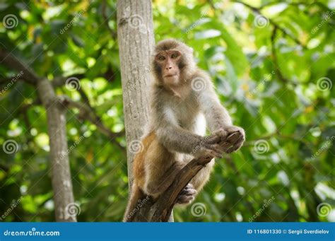 Monkey on the Tree ,Monkey Climbing Tree Stock Photo - Image of female ...